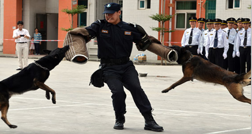 警犬护卫